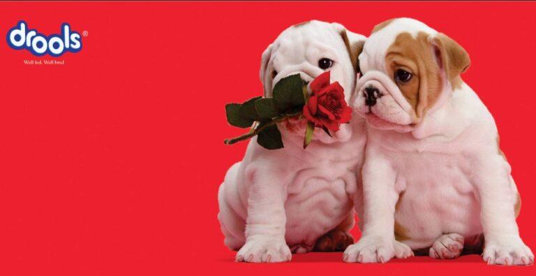 Drools Secures $60 Mn to Take a Big Bite Into the Lucrative Indian Pet Food Market